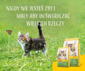 Josera Kitten Grainfree 2kg (50009170) 10