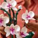 LEGO Icons Expert Orchidea (10311) 5