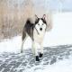 Trixie BUTY OCHRONNE Walker Active, M, 2szt 2