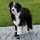 Trixie BUTY OCHRONNE Walker Active, L, 2 szt. 3