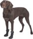Trixie Walker Active Long, buty, dla psa, S-M, czarne, 2 szt./opak 6