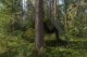Plandeka Bradas Plandeka kamuflażowa moro CAMOforest 10 x 12m 90g. 4
