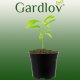 Gardlov Doniczka produkcyjna - zestaw 500szt 8