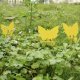 Repest Lep na owady- 12szt. 19053 29