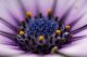 Obiektyw Venus Optics Obiektyw Venus Optics Laowa 90 mm f/2.8 Ultra Macro APO do Canon RF 2