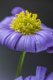Obiektyw Venus Optics Obiektyw Venus Optics Laowa 90 mm f/2.8 Ultra Macro APO do Canon RF 3