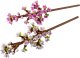 LEGO Botanicals Kwiaty wiśni (40725) 3