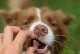 Contipro Geloren Small Dog 180g - Mieszanka uzupełniająca, żelki dla małych psów na stawy 60 szt. 11