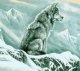 Norimpex *****Malowanie po numer.Wilk w górach 1008938 1