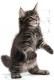 Royal Canin Kitten Food Maine Coon 36 Dry Mix 10kg 2