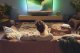 Soundbar Philips TAB5309/10 15