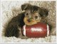DIAMOND DOTZ Haft diamentowy Diamond Dotz Diamentowa mozaika Footy Pup Szczeniak z piłką do rugby 49x40cm DQ8017 1