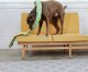 Outward Hound Outward Hound Invincibles Snake orange/green 12 piszczałek [32005] 6