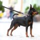 Collar WAU DOG SMYCZ WATERPROOF 2,0/305cm PVC    CZARNA 2