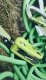 Przyrząd ohm ii-oasis EDELRID 5
