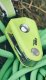 Przyrząd ohm ii-oasis EDELRID 6