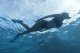Bestway BESTWAY SPARK WAVE SNORKEL SET 6