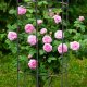 Kadax KADAX Pergola Podpora Ogrodowa Do Kwiatów Roślin 80cm 6
