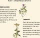 Jurlique , Herbal Recovery Signature, Firming, Serum, For Face, 30 ml For Women 9