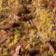 Gamers Grass : Grass tufts - 2 mm - Beige Tufts (Wild) 1