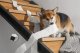 Kamera IP Book on Demand Ltd. Petcube Cam | Pet monitoring camera | WiFi, 1080p 8