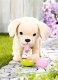 Zapf BABY BORN interactive dog with a box 11