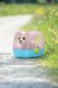 Zapf BABY BORN interactive dog with a box 15