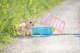 Zapf BABY BORN interactive dog with a box 17