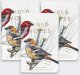 Field Notes Notes Birds and Trees of North America 1