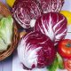 Toraf Nasiona warzyw | Cykoria Sałatowa Palla Rossa 3 | Opakowanie 5g 7