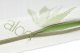 Multitex Materacyk ortopedyczny FLORA, 140x70x10 5