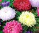 Seklos LT PLATINET NASIONA ASTER CHRYZANTEMOWY CALLISTEPHUS CHINENSIS SEEDS 1 G 3