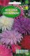 Seklos LT PLATINET NASIONA ASTER CHRYZANTEMOWY CALLISTEPHUS CHINENSIS SEEDS 1 G 4