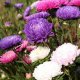 Seklos LT PLATINET NASIONA ASTER CHRYZANTEMOWY CALLISTEPHUS CHINENSIS SEEDS 1 G 5