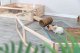 Trixie TRIXIE 62480, Playpen, Guinea pig, Wood, Metal, 600 mm, 300 mm 4