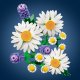 LEGO Botanicals Stokrotki (11508) 5