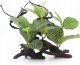Terra Natura Aqua Natura,  roślina, do dekoracji akwarium, kompozycja na korzeniu, plastikowa, 12-31 cm , różne rodzaje roślin 2