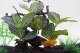 Terra Natura Aqua Natura,  roślina, do dekoracji akwarium, kompozycja na korzeniu, plastikowa, 12-31 cm , różne rodzaje roślin 3