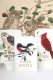 Field Notes Notes Field Notes Birds and Trees of North Americ 36