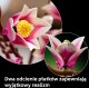 LEGO Botanicals Gałązki magnolii (11510) 4