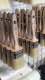 KAEM Pronelli Gemini Ovalpensel 45mm. 3