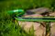 Cellfast Wąż ogrodowy Green ATS2 1/2" 50m (15-101) 3