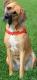 Dingo Szelki Easy Walk dla psów ciągnących 48-64cm czarne 2