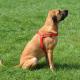 Dingo Szelki Easy Walk dla psów ciągnących 61-90cm czarne 3