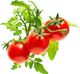 Click And Grow Click&Grow Kapsułki z nasionami Smart Soil Pomidorki koktajlowe 3pak 5
