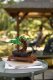 LEGO Icons Drzewko bonsai (10281) 2