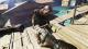 Dead Island Definitive Collection PS4 9