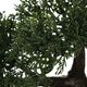 Atmosphera Drzewko bonsai w czarnej doniczce 36 cm 4