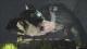 Sony The Last Guardian PS4 12