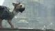 Sony The Last Guardian PS4 3